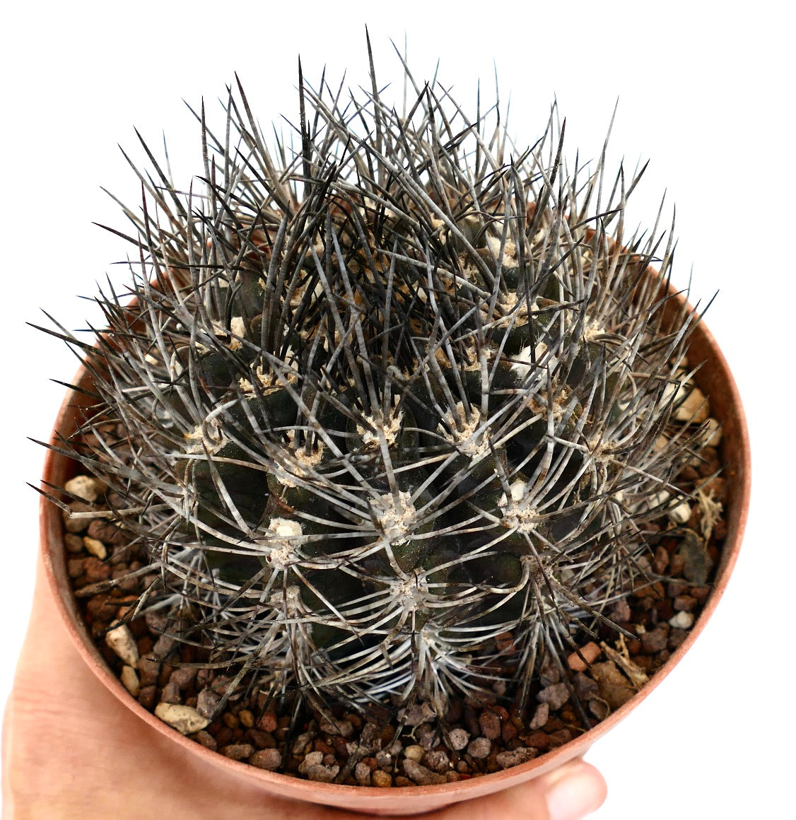 Pyrrhocactus cachytayensis (syn. Eriosyce cachytayensis) CAR1