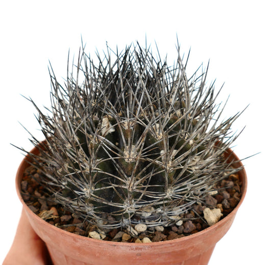 Pyrrhocactus cachytayensis (syn. Eriosyce cachytayensis) CAR1