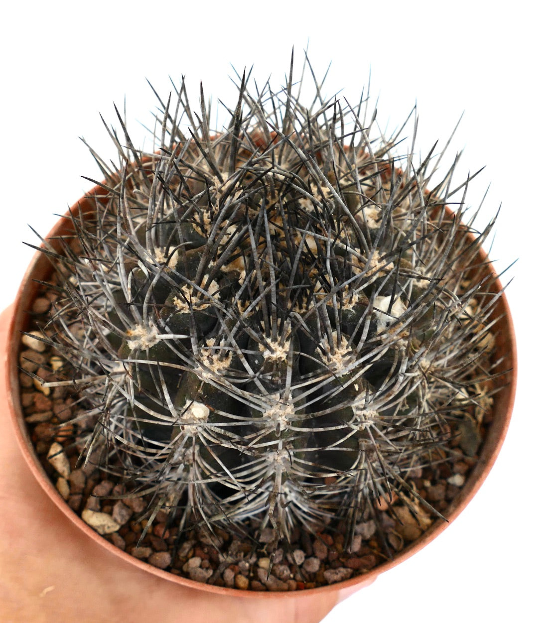 Pyrrhocactus cachytayensis (syn. Eriosyce cachytayensis) CAR1