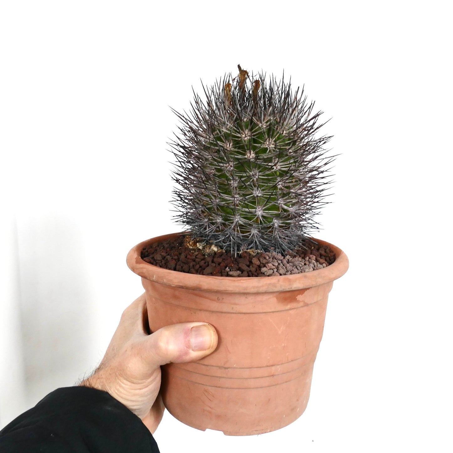 Pyrrhocactus confinis (12 km south of Baranquia, CHILE)