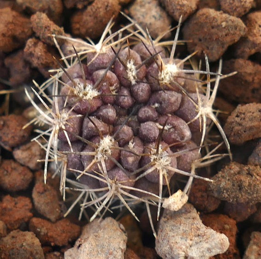Pyrrhocactus curvispinus small purple cactus seedling with curved spines and textured surface