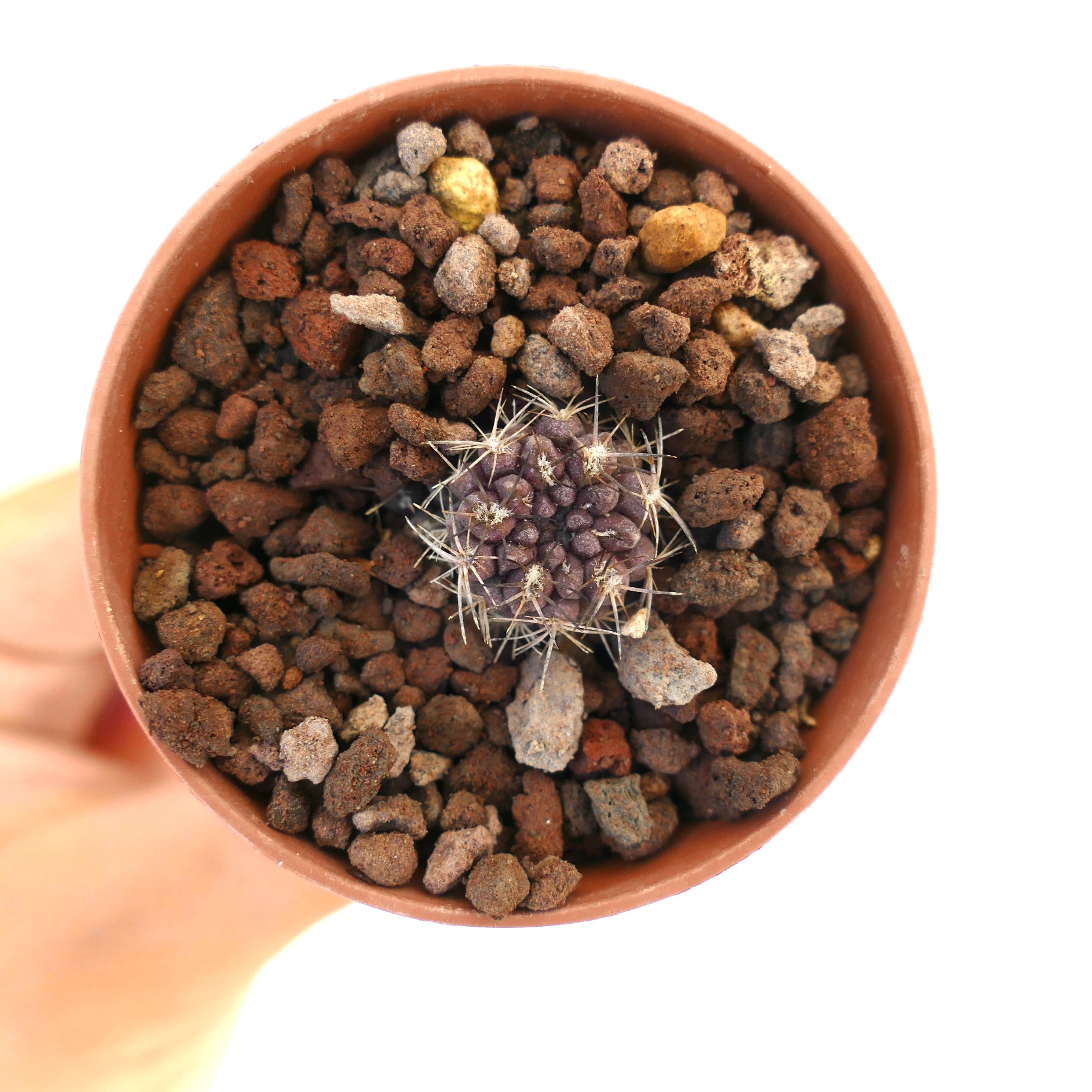 Pyrrhocactus curvispinus kleine lila Kaktus-Pflanze mit gebogenen Stacheln in felsigem Boden