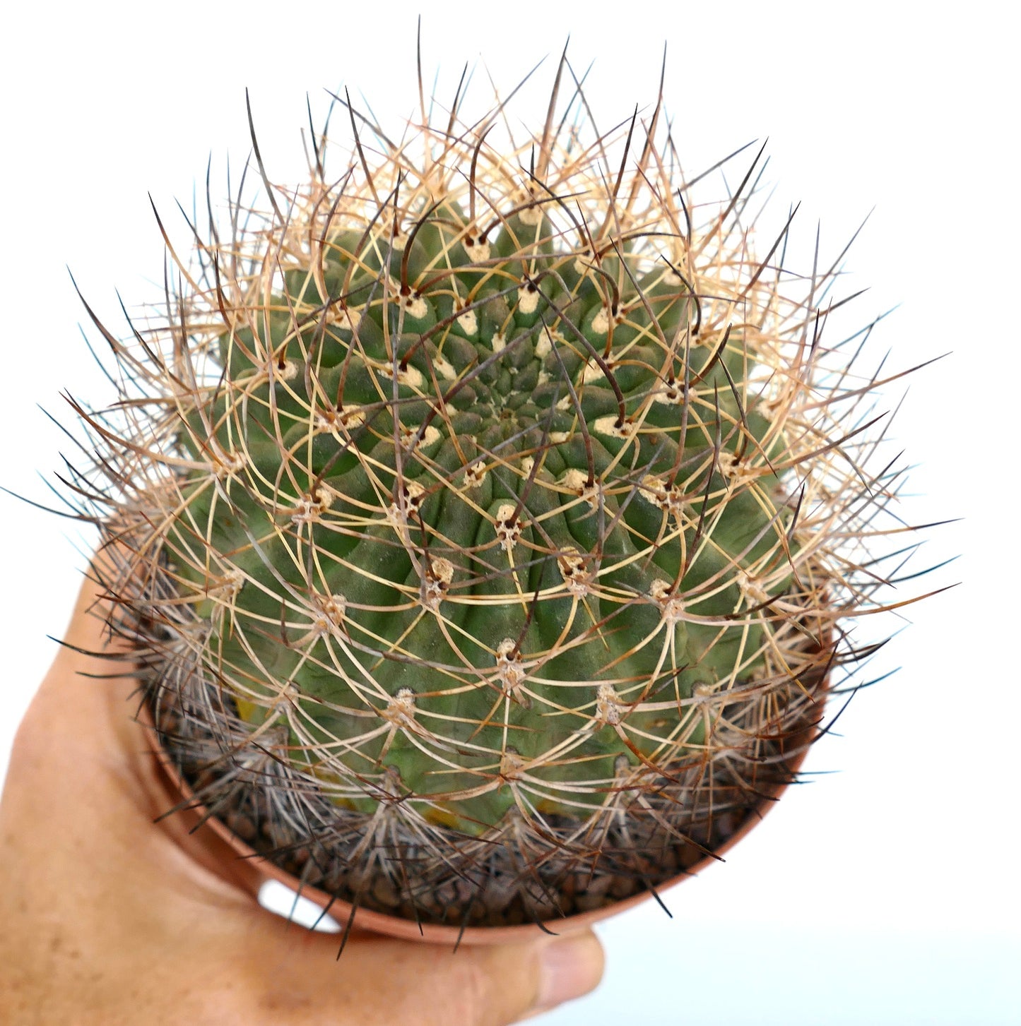 Pyrrhocactus curvispinus (La Quinilla, CHILE) 52P