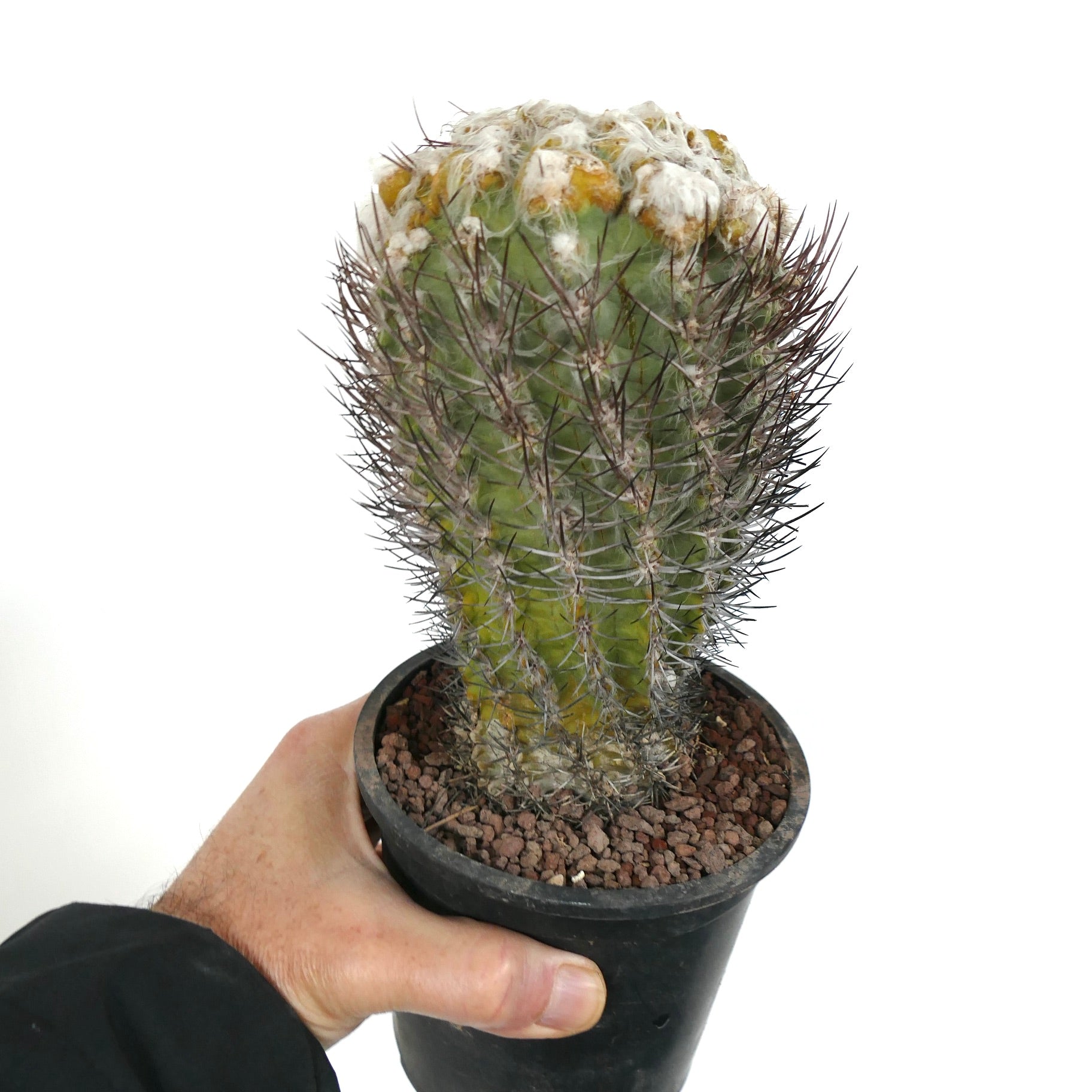 kaktus weiße stacheln Pyrrhocactus floccosus | Botanical Archive