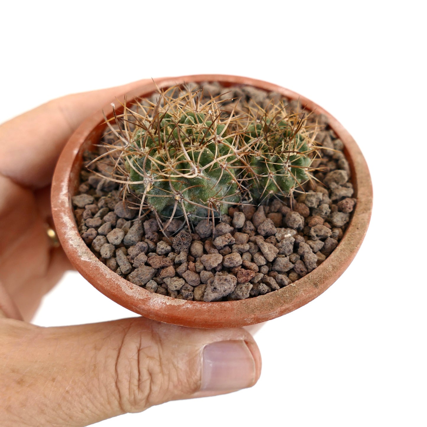 Pyrrhocactus pulchellus 2 SEEDLINGS 6.50