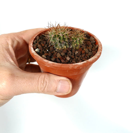 Pyrrhocactus pulchellus 2 SEEDLINGS