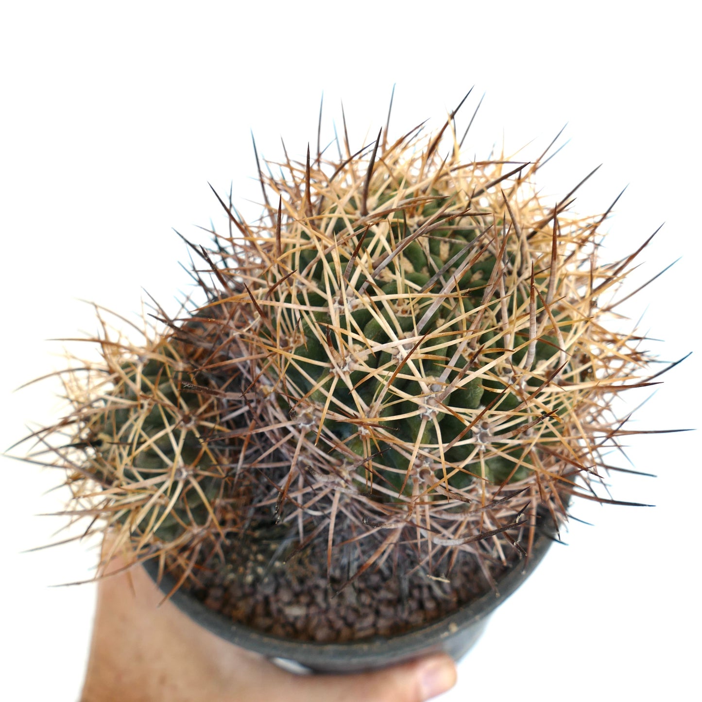 Pyrrhocactus pulchellus var. albispinus B7N7