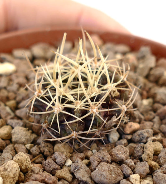 Pyrrhocactus pulchellus var. albispinus DM8