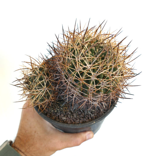 Pyrrhocactus pulchellus var. albispinus B7N7