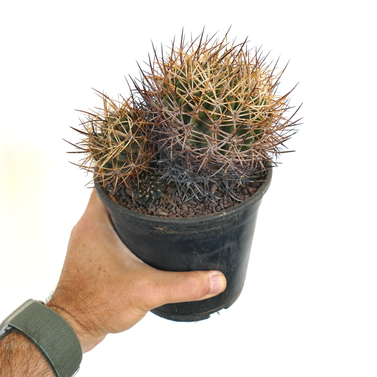 Pyrrhocactus pulchellus var. albispinus B7N7