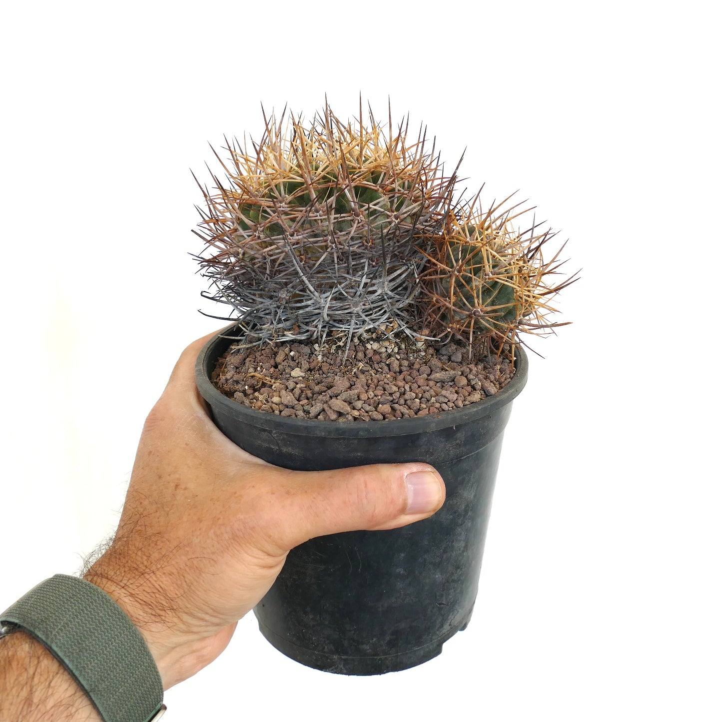 Pyrrhocactus pulchellus var. albispinus B7N7