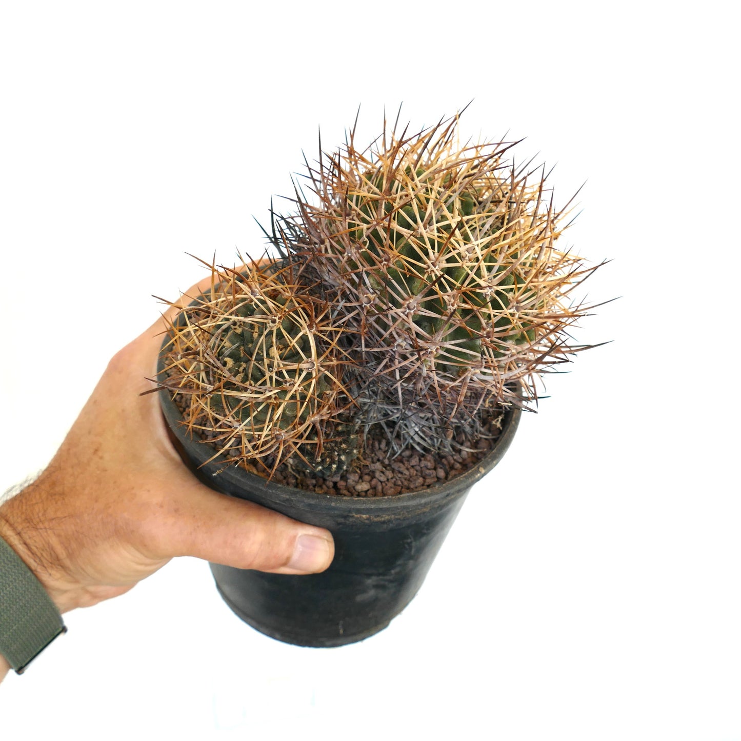 Pyrrhocactus pulchellus var. albispinus B7N7