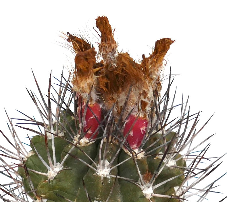 Pyrrhocactus scoparia