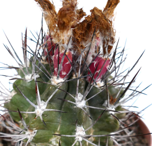 Pyrrhocactus scoparia