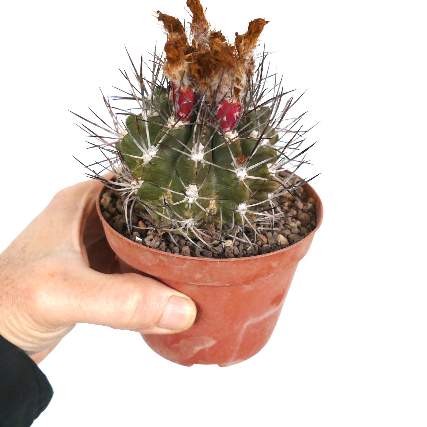 Pyrrhocactus scoparia