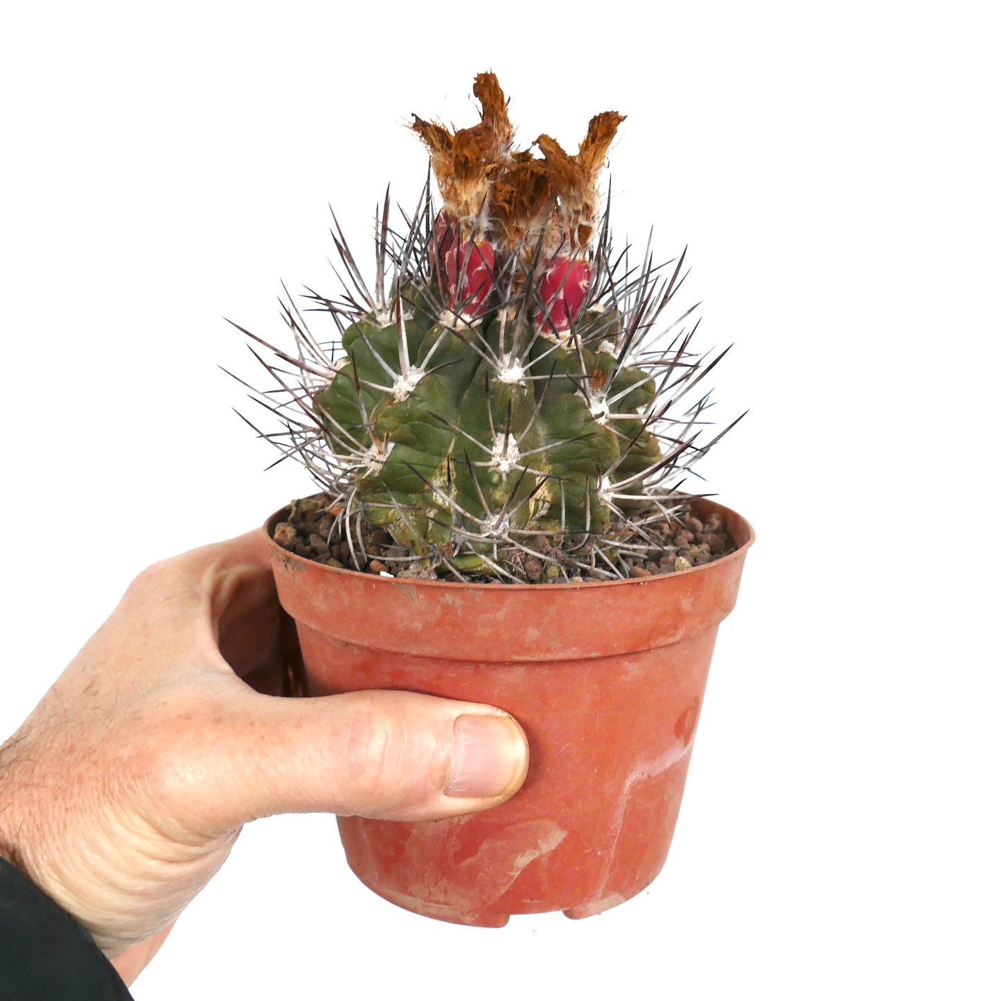 Pyrrhocactus scoparia