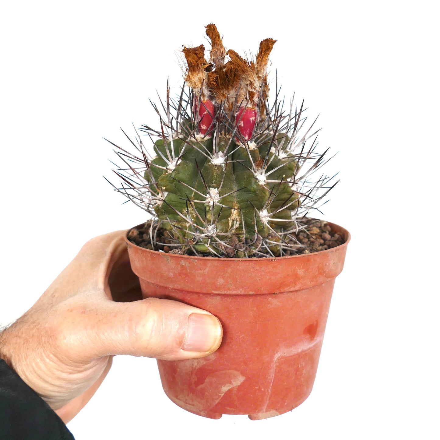 Pyrrhocactus scoparia