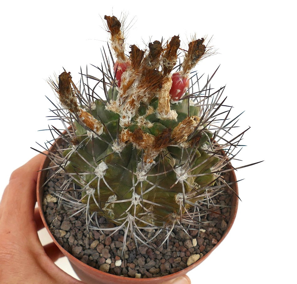 Pyrrhocactus scoparia rare cactus with dense spines and dried flower remnants in pot