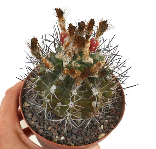 Pyrrhocactus scoparia rare cactus with dense spines and dried flower remnants in pot
