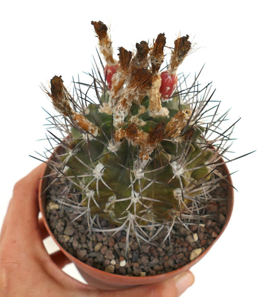 Pyrrhocactus scoparia small cactus with long spines and dried flower remnants in pot