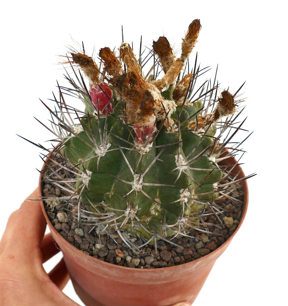 Pyrrhocactus scoparia small cactus with long spines and dried flower buds in terracotta pot