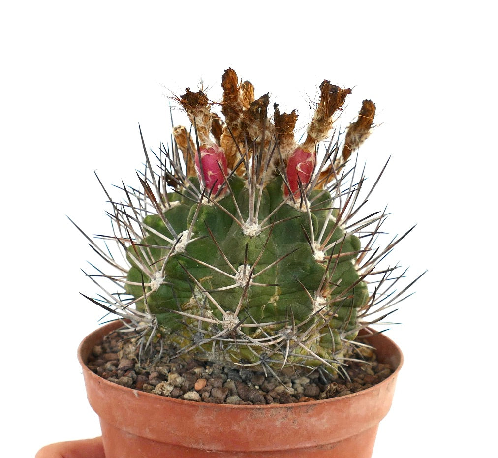Pyrrhocactus scoparia small round cactus with long spines and red fruit in terracotta pot