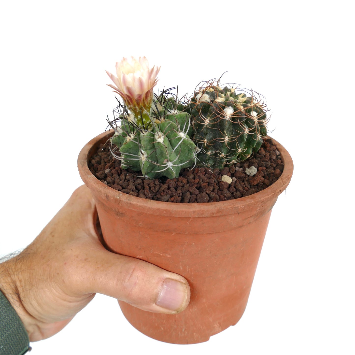 Pyrrocactus sp. (2 plants) TR9