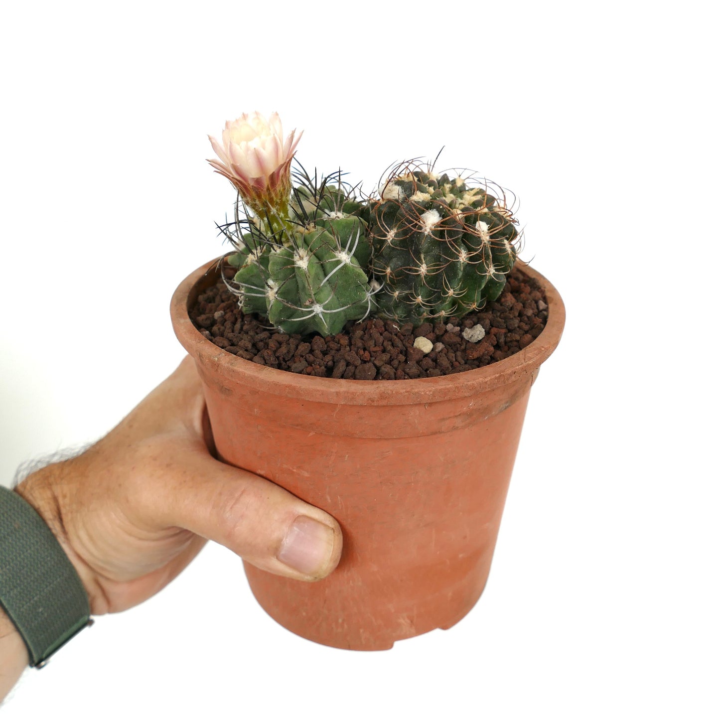 Pyrrocactus sp. (2 plants) TR9