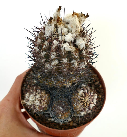Pyrrhocactus sp. small rare cactus with dense white wool and long dark spines in pot