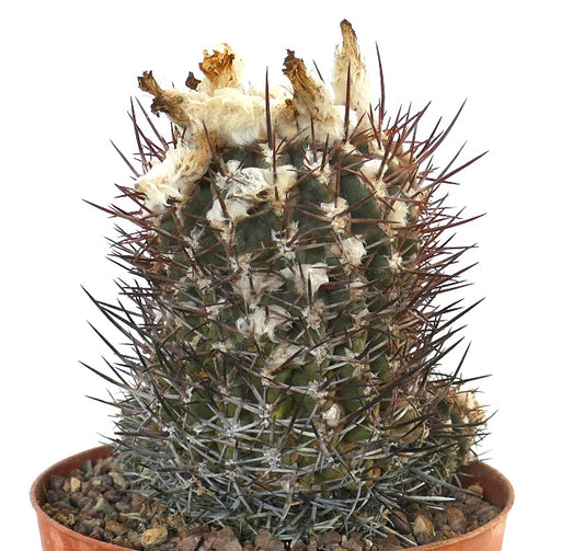 Pyrrhocactus sp. rare succulent cactus with dense dark spines and woolly areoles