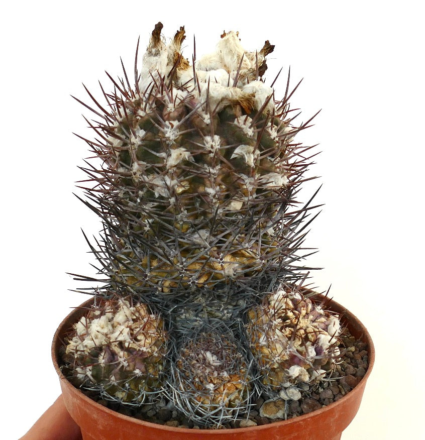 Pyrrhocactus sp. succulent cactus with dense white wool and sharp brown spines in pot