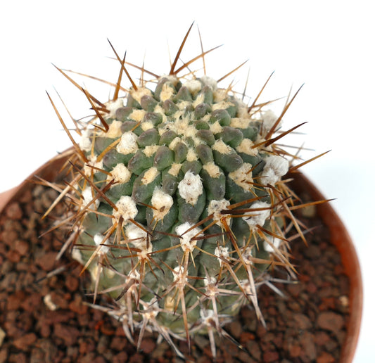 Pyrrhocactus sp. AW282