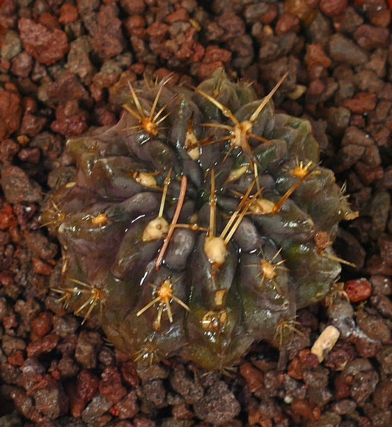 Pyrrhocactus sp. El Sarco, Chile