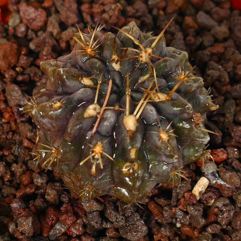 Pyrrhocactus sp. El Sarco, Chile