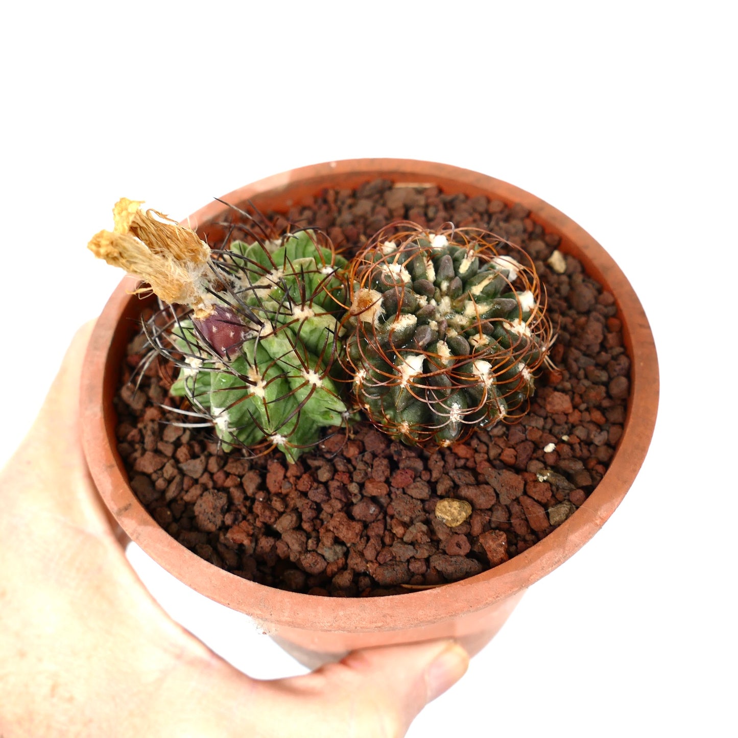 Pyrrhocactus sp. (2 plants)