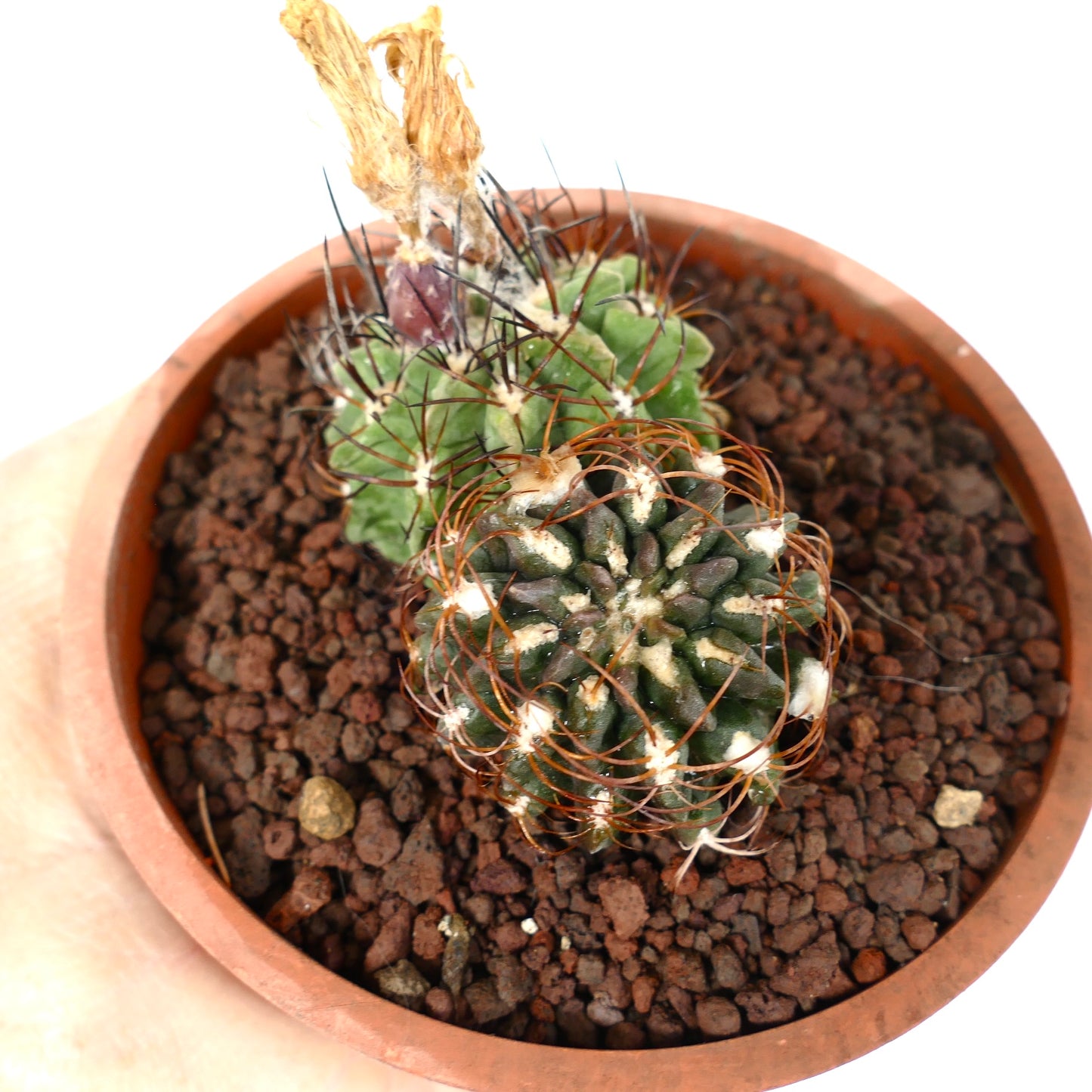 Pyrrhocactus sp. (2 plants)