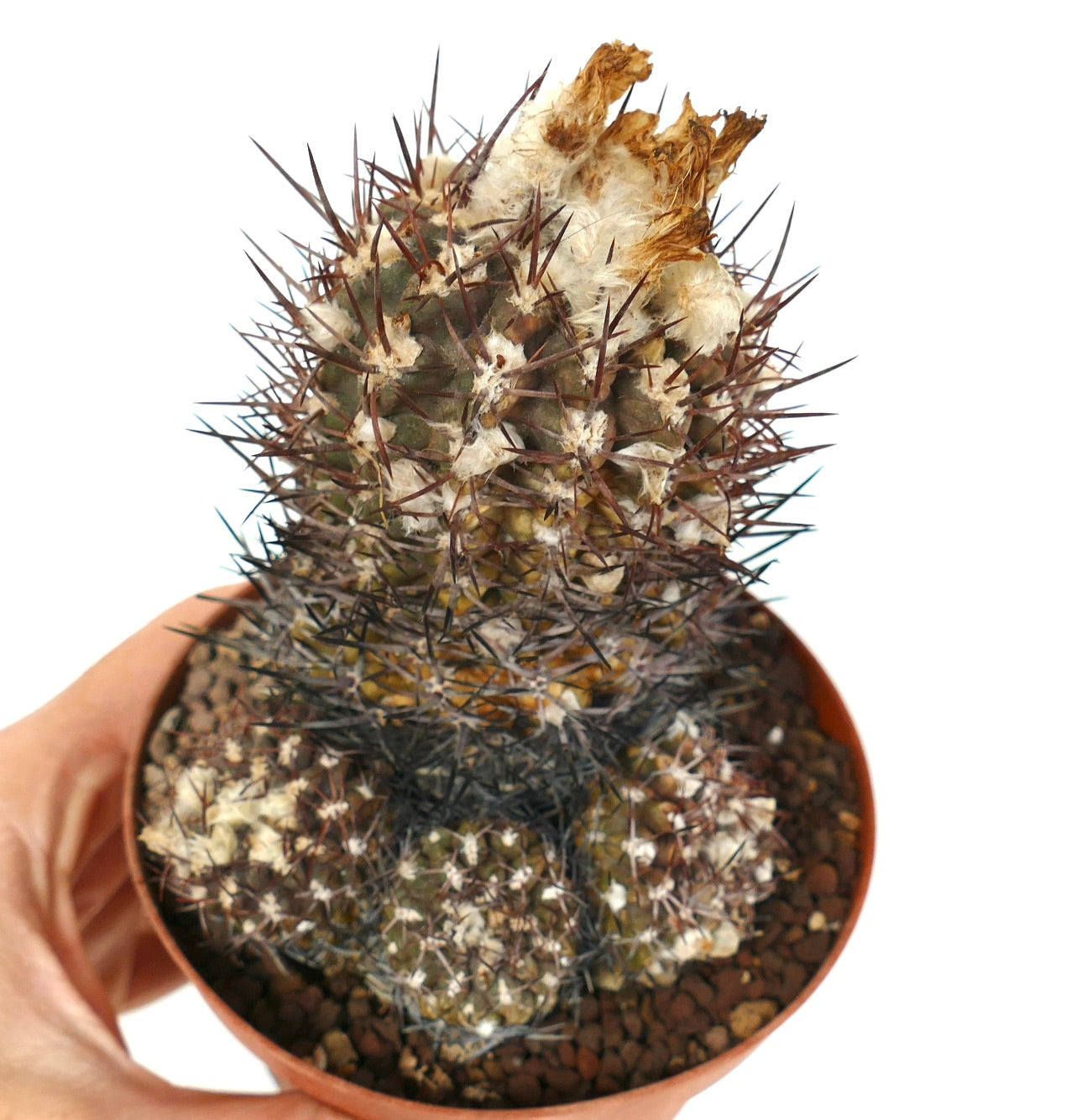 Pyrrhocactus sp. succulent cactus with dense spines and white woolly areoles in pot