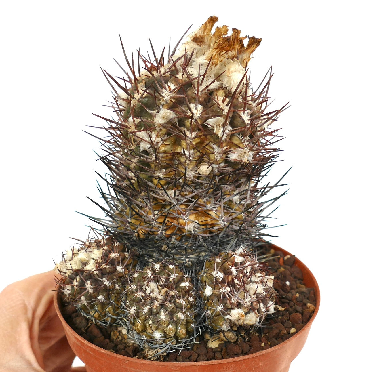 Pyrrhocactus sp. rare succulent cactus with dense reddish spines and woolly areoles in pot