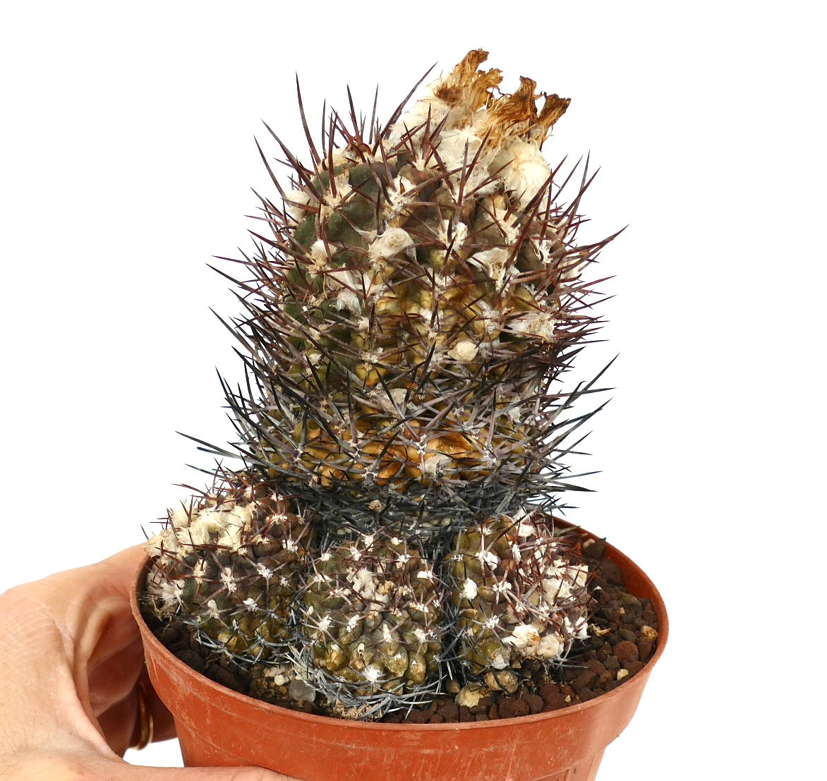 Pyrrhocactus sp. rare succulent cactus with dense spines and woolly areoles in pot