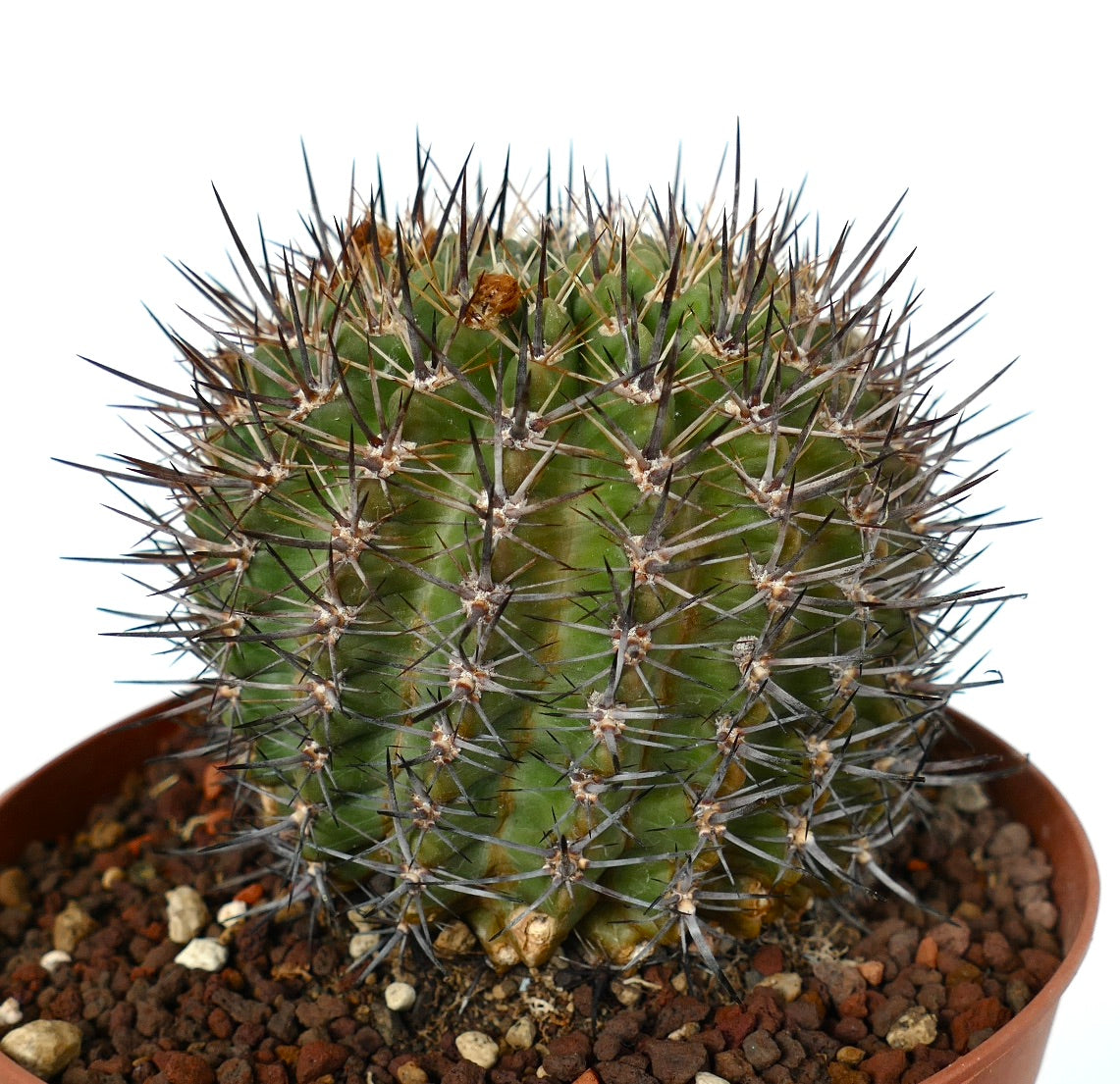 Pyrrhocactus sp. from Chincollo, CHILE