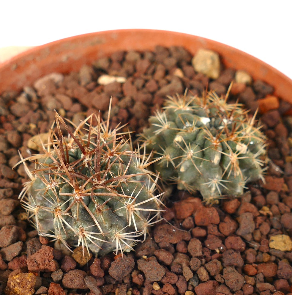 Pyrrhocactus strausianus (syn. Eriosyce) (2 seedings)