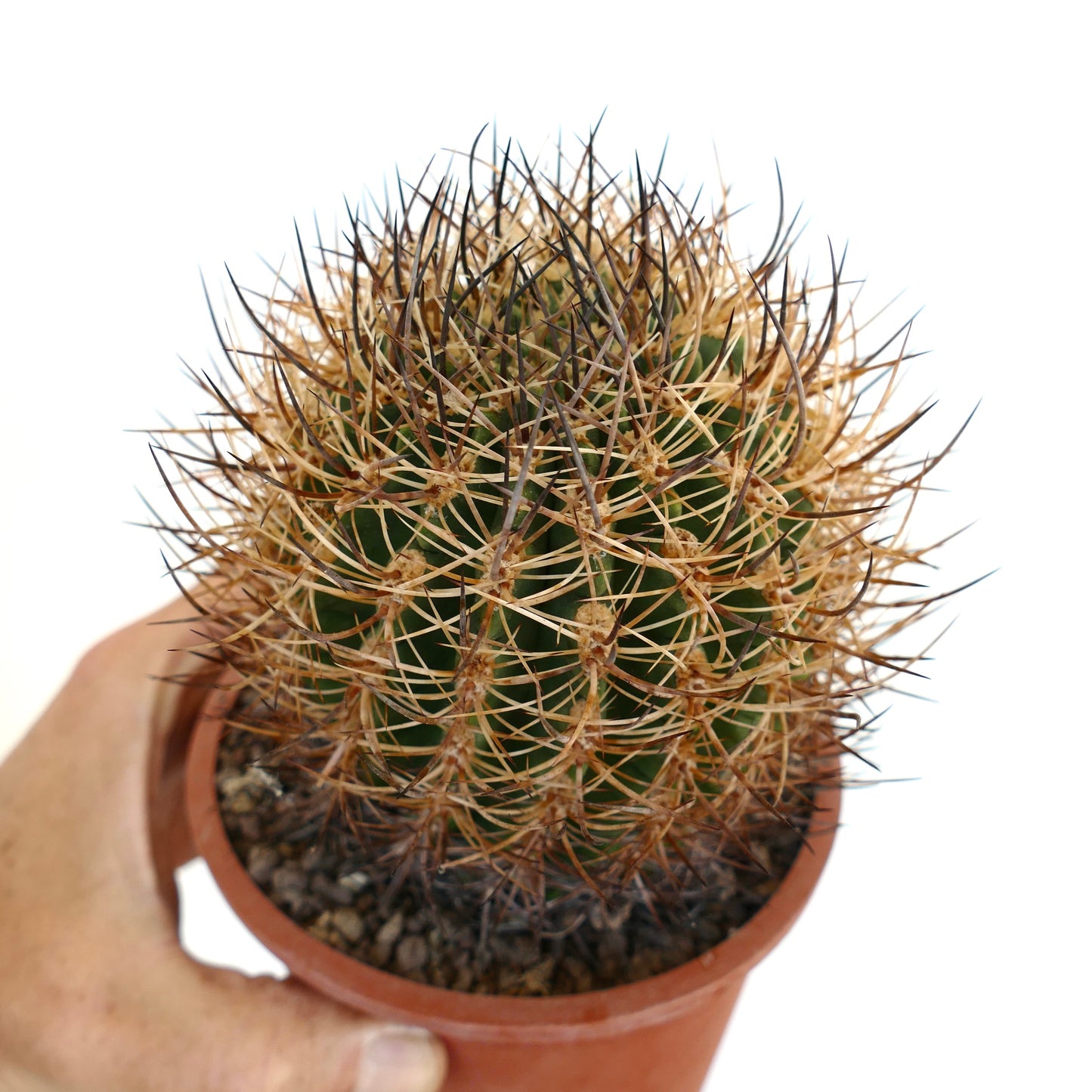 Pyrrhocactus totoralensis PT3