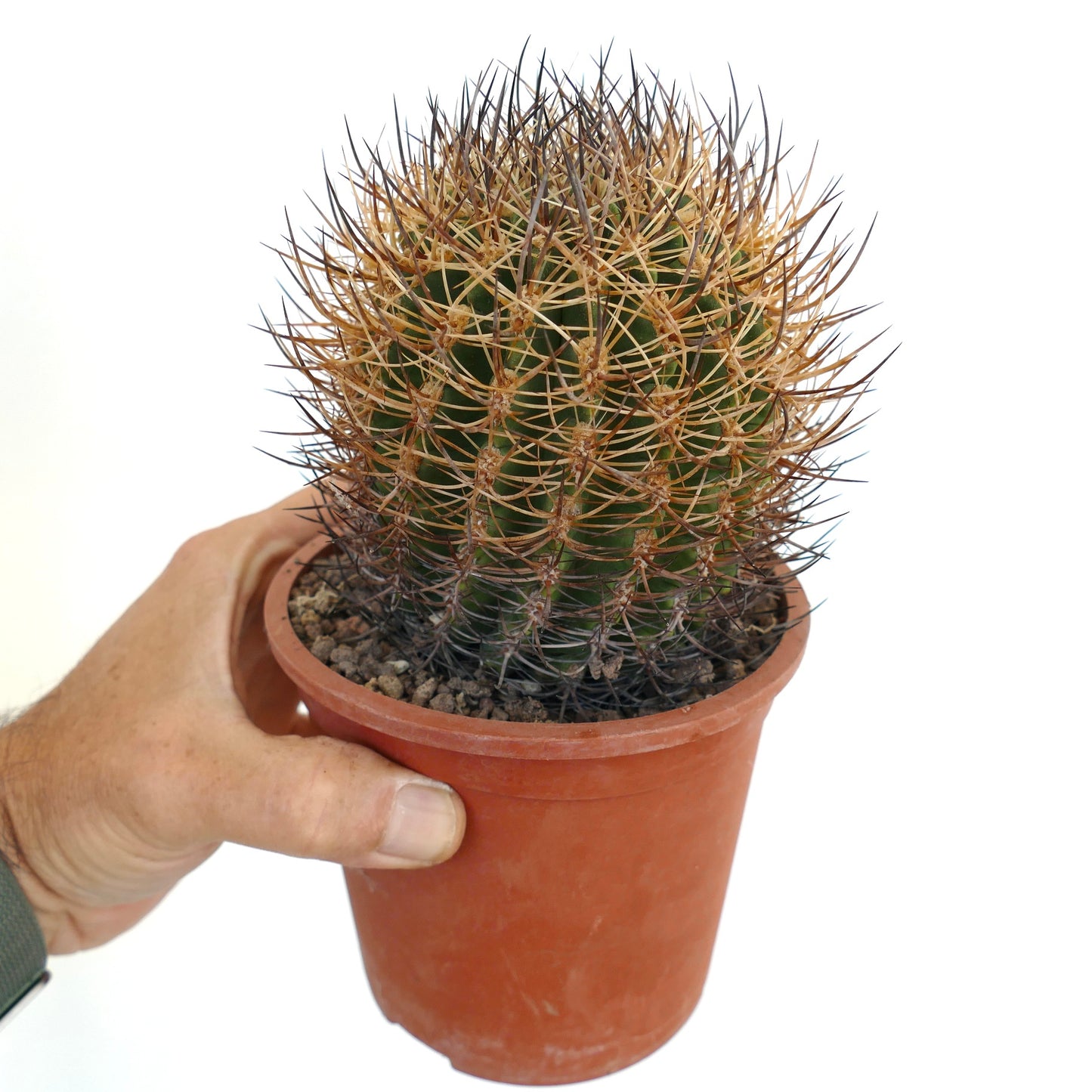 Pyrrhocactus totoralensis PT3