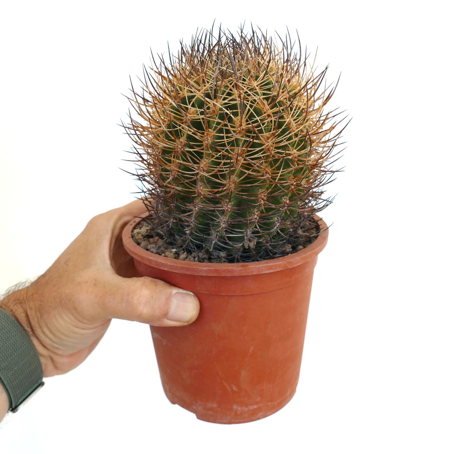 Pyrrhocactus totoralensis PT3