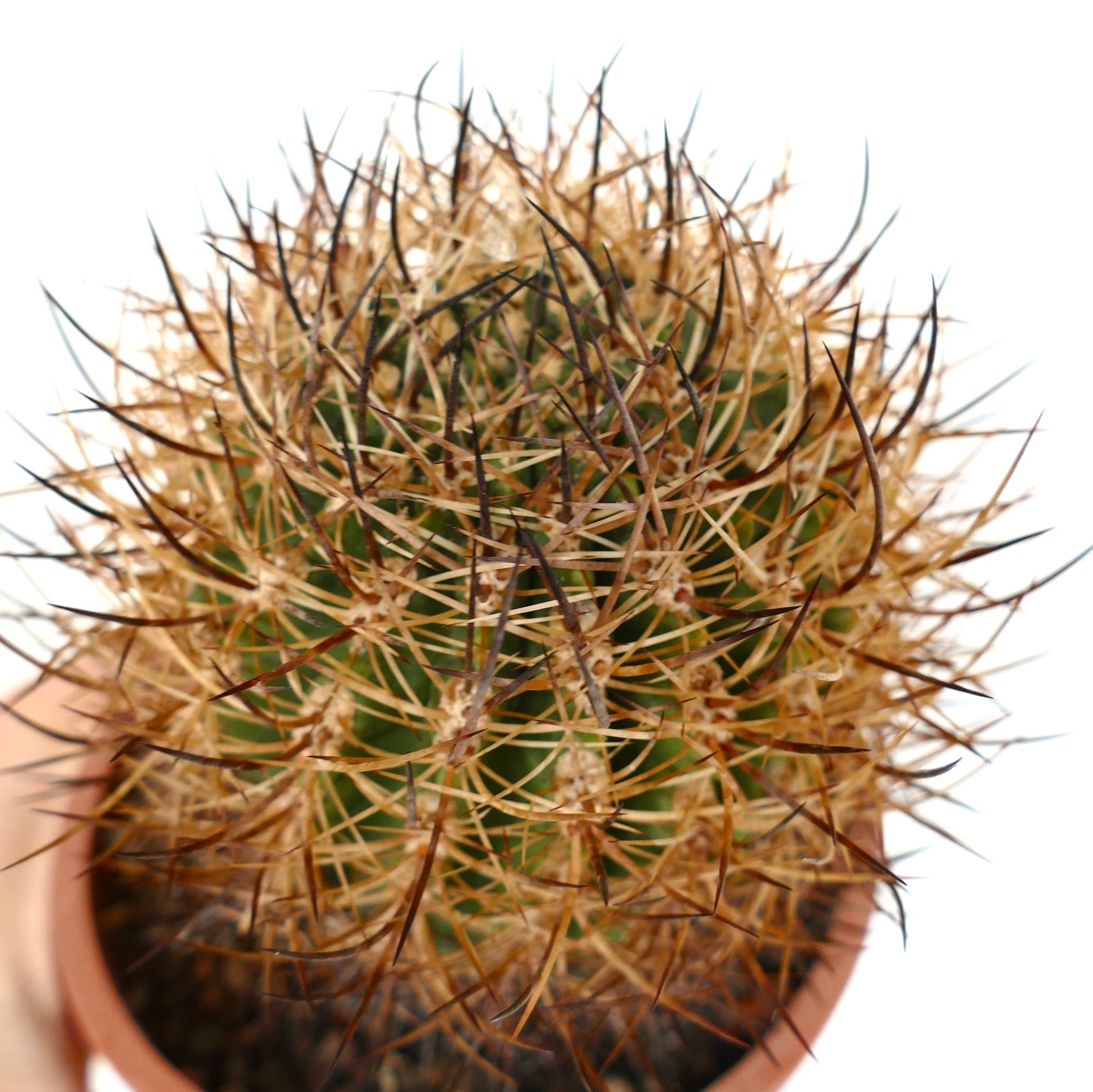 Pyrrhocactus totoralensis