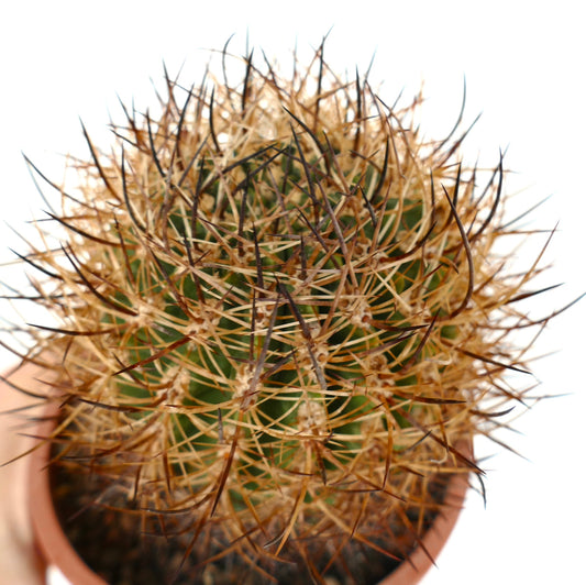 Pyrrhocactus totoralensis