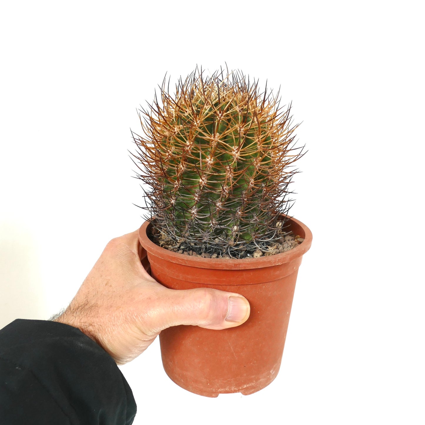 Pyrrhocactus totoralensis