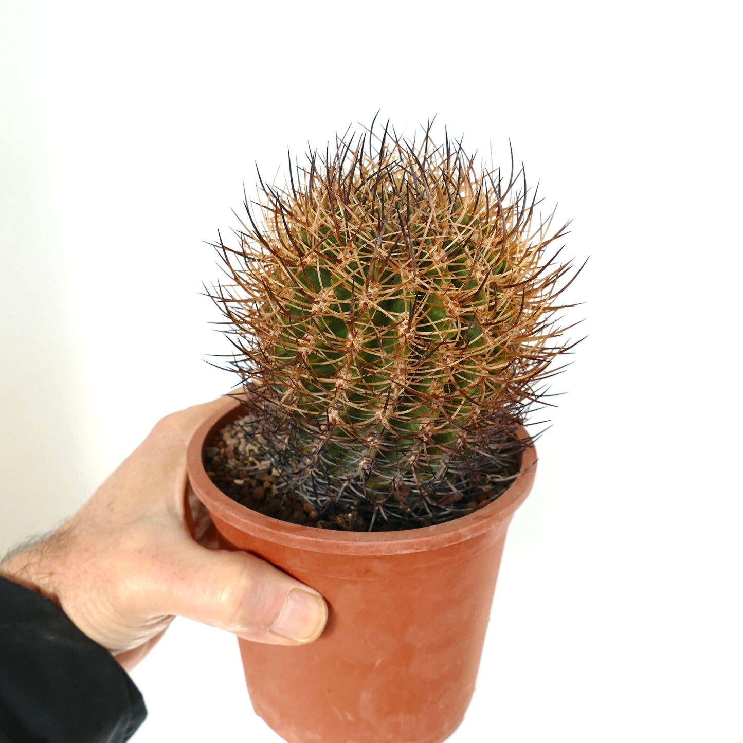 Pyrrhocactus totoralensis