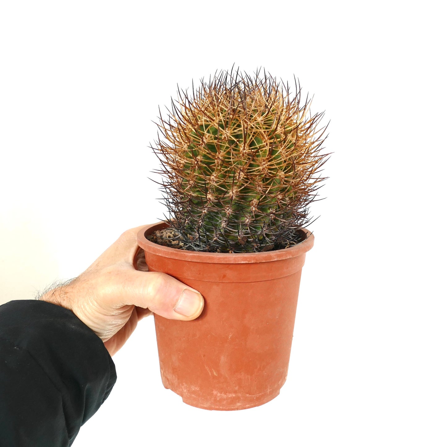 Pyrrhocactus totoralensis