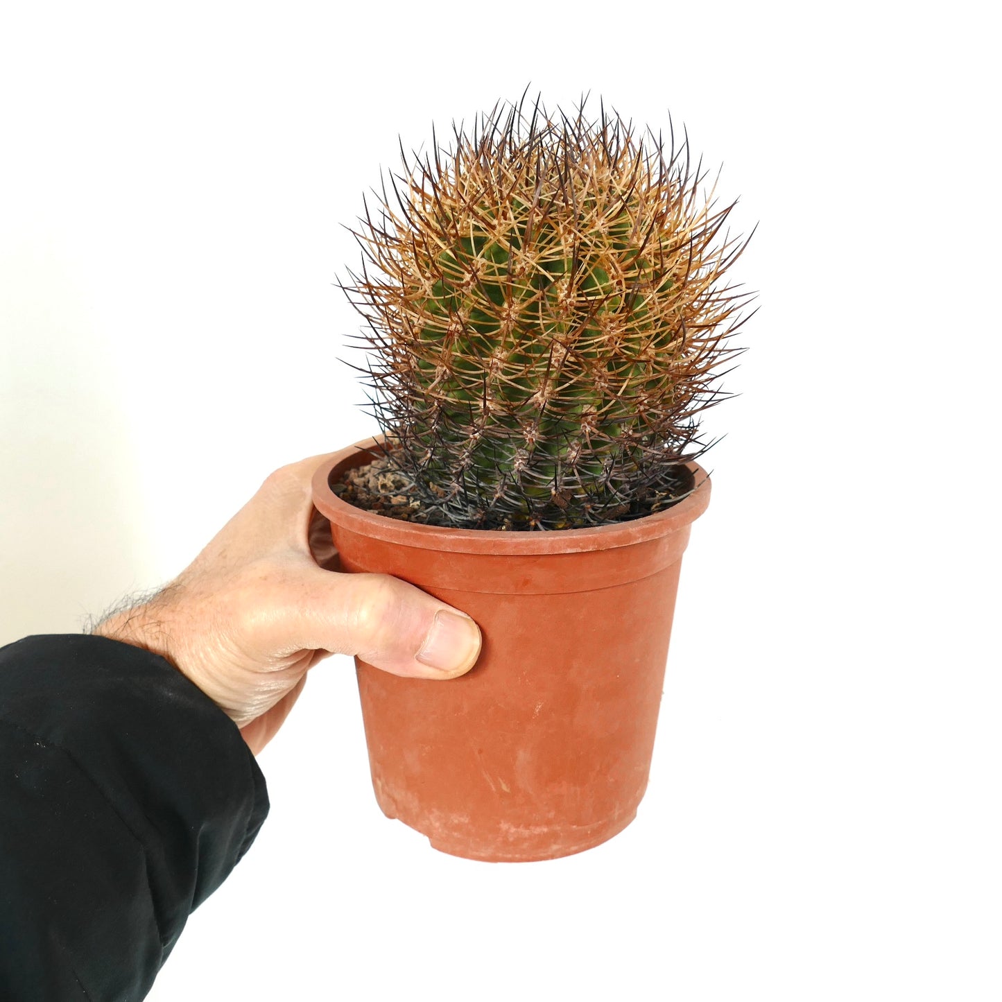 Pyrrhocactus totoralensis